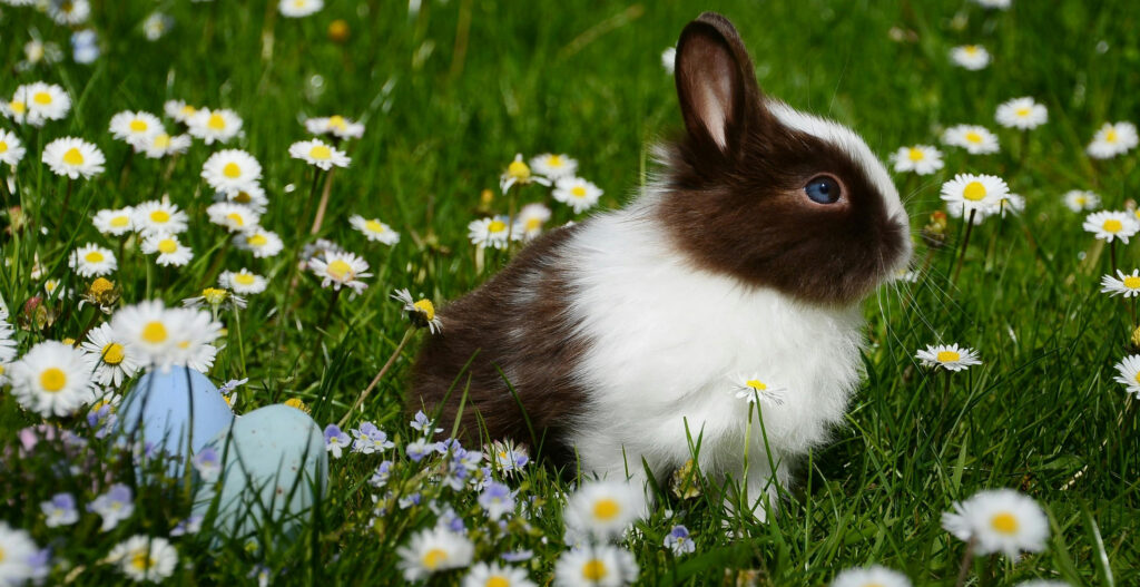 5 secrets pour une chasse aux œufs magique (et sans disputes !) chasse oeufs paques magique lapin