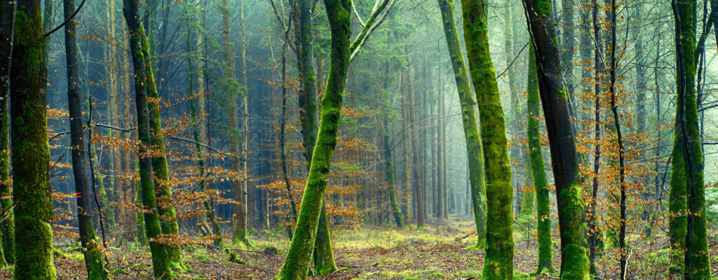 Éco-conception et haute densité : d’où vient le bois de vos souvenirs ? forêt éco certifié